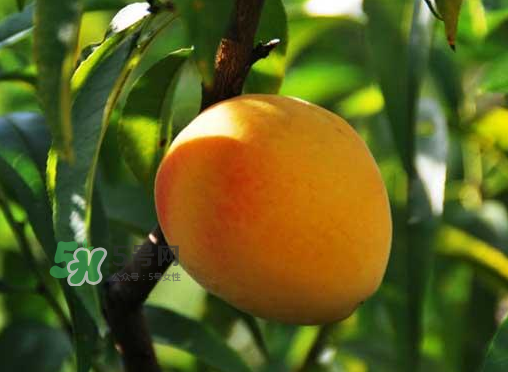 來(lái)月經(jīng)可以吃黃桃嗎？大姨媽來(lái)了可以吃黃桃嗎？