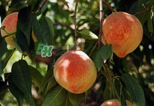 來(lái)月經(jīng)可以吃黃桃嗎？大姨媽來(lái)了可以吃黃桃嗎？