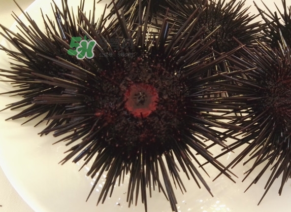 海膽貴嗎？海膽多少錢一斤？