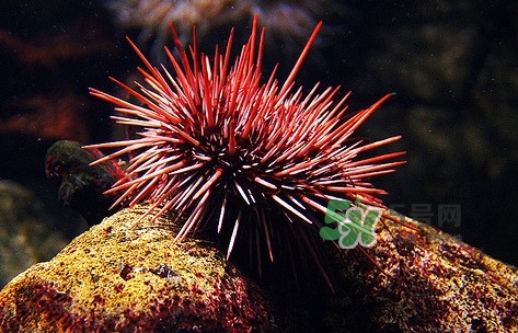 海膽是什么東西？海膽是動物還是植物？