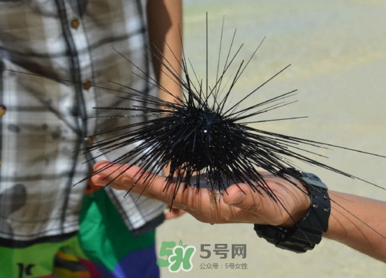 海膽是發(fā)物嗎？海膽是寒性的嗎