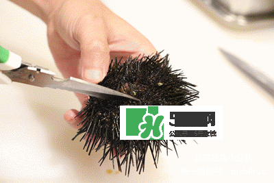 海膽怎么處理？海膽可以生吃嗎？