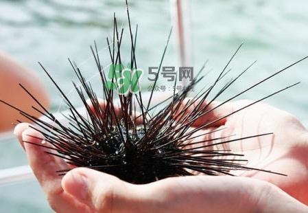 海膽有毒嗎？海膽有寄生蟲嗎