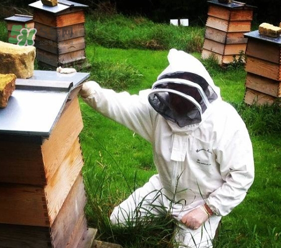 boca牙膏是什么牌子？boca牙膏多少錢哪里買？