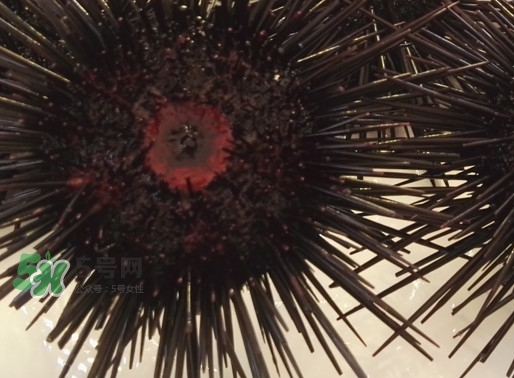 被海膽刺到怎么辦？吃海膽對(duì)身體有什么好處