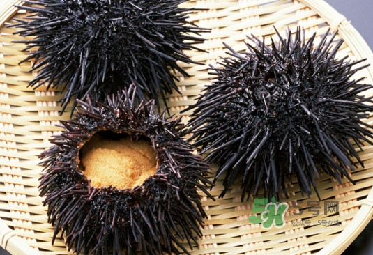 海膽可以冷凍儲存嗎？什么人不能吃海膽