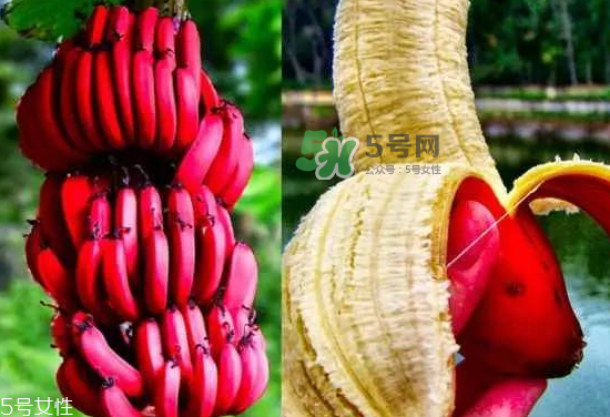 紅皮香蕉是轉(zhuǎn)基因的嗎？紅皮香蕉和一般香蕉的區(qū)別