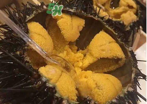 冷凍海膽黃化了能吃嗎？海膽吃多了會(huì)怎樣