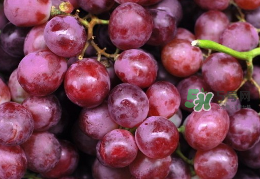 提子和西瓜能一起吃嗎？西瓜和提子能一起吃嗎？