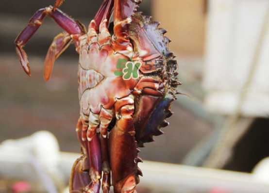 赤甲紅有母蟹嗎？赤甲紅為什么沒有母蟹？