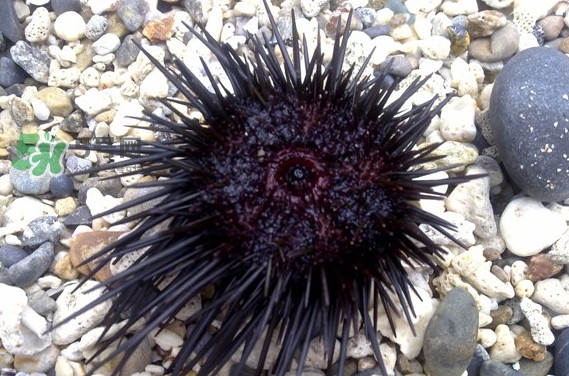 海膽是什么味道？海膽有什么營(yíng)養(yǎng)價(jià)值