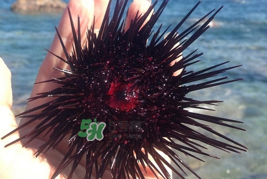 海膽怎么做好吃？買(mǎi)海膽怎么挑