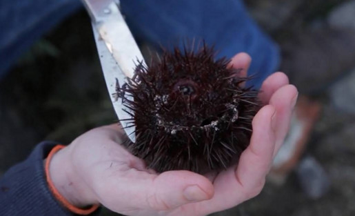 活海膽怎么殺？海膽怎么開殼？