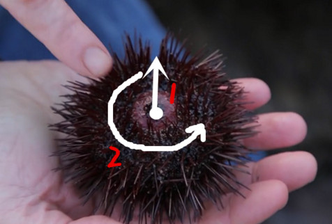 活海膽怎么殺？海膽怎么開殼？