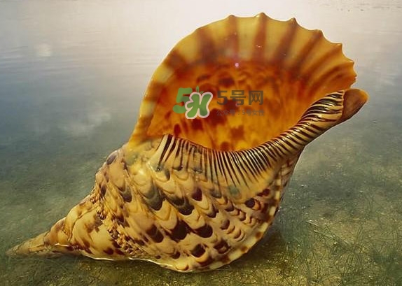 為什么海螺殼里面會有聲音？海螺和韭菜能不能一起吃