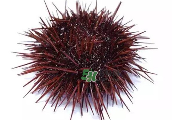 被海膽刺到怎么辦？吃海膽對(duì)身體有什么好處