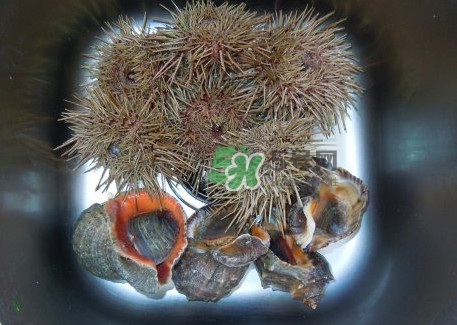 海膽死了還能吃嗎？海膽不能跟什么一起吃