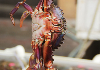 赤甲紅有母蟹嗎？赤甲紅為什么沒有母蟹？