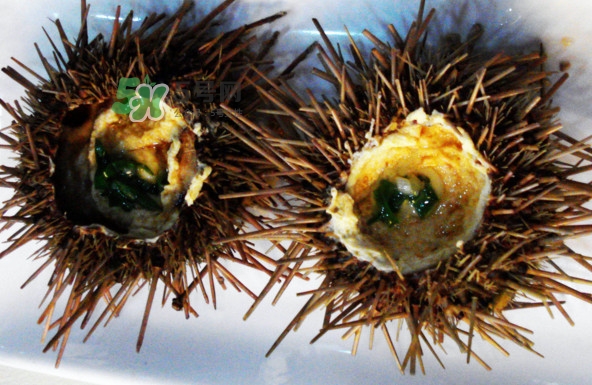 活海膽怎么保存？新鮮海膽如何保鮮