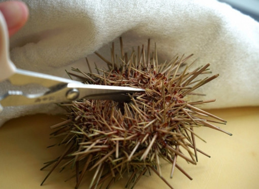 活海膽怎么殺？海膽怎么開殼？