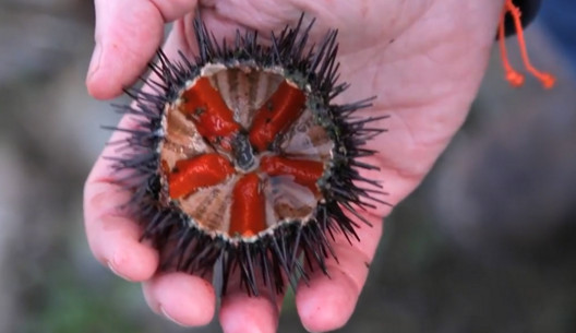 活海膽怎么殺？海膽怎么開殼？