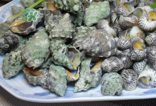 海螺怎么做好吃？海螺怎么清洗干凈