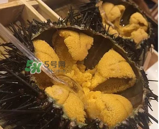 海膽貴嗎？海膽多少錢一斤？
