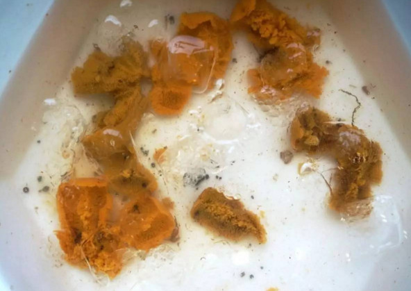 活海膽怎么殺？海膽怎么開殼？