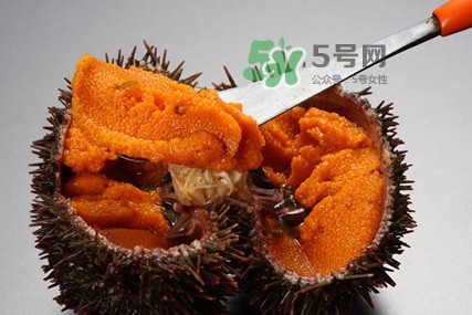 海膽怎么處理？海膽可以生吃嗎？