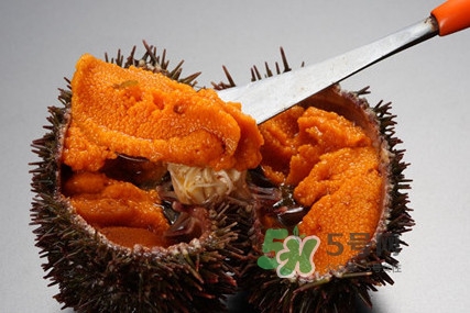 海膽貴嗎？海膽多少錢一斤？