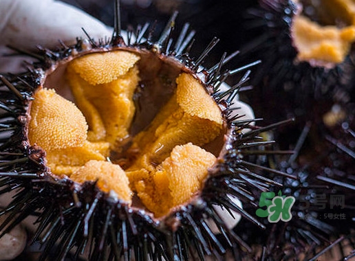 海膽是什么東西？海膽是動物還是植物？