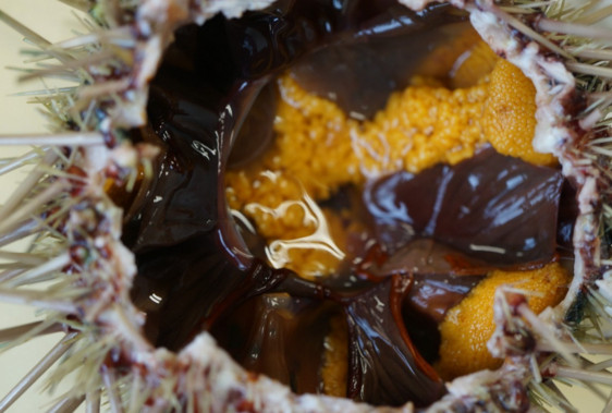 活海膽怎么殺？海膽怎么開殼？