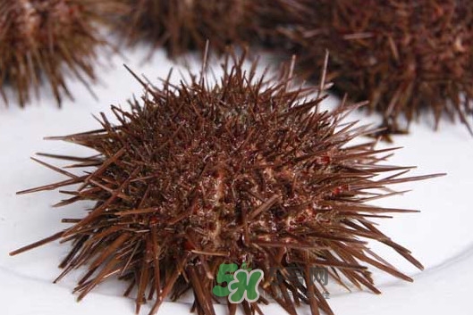 活海膽怎么保存？新鮮海膽如何保鮮