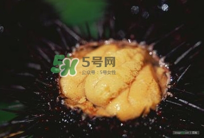 海膽是什么味道？海膽有什么營(yíng)養(yǎng)價(jià)值