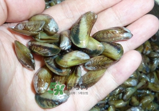 薄殼米是什么？薄殼怎么炒好吃？