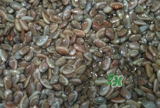 海瓜子怎么抓？海瓜子怎么保存