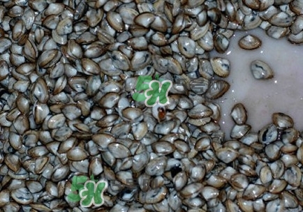 海瓜子怎么養(yǎng)？如何挑選海瓜子