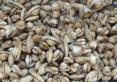 海瓜子是放涼水煮還是熱水？海瓜子淡水能養(yǎng)活嗎