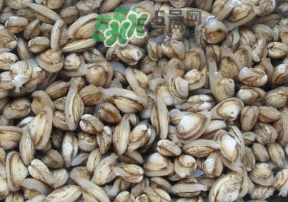 海瓜子怎么養(yǎng)？如何挑選海瓜子