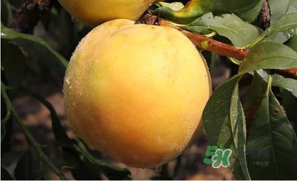 嘉善黃桃多少錢一斤？嘉善黃桃的上市時(shí)間