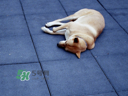 三伏天可以睡地上嗎？三伏天可以睡地板嗎？