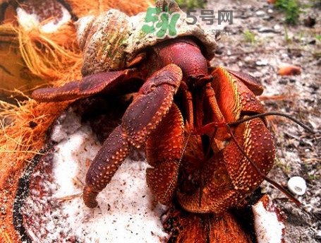 椰子蟹是寄居蟹嗎？椰子蟹中國(guó)哪里能買(mǎi)到
