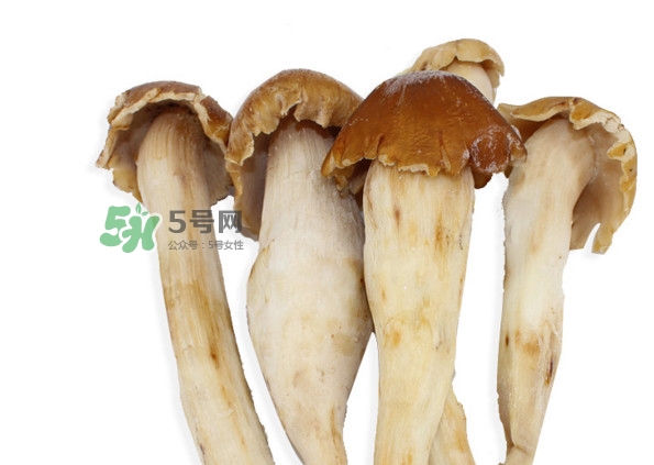 雞樅菌有毒嗎？雞樅菌不能和什么一起吃？