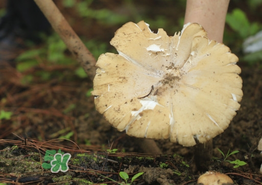 雞樅菌怎么讀？雞樅菌怎么做好吃？