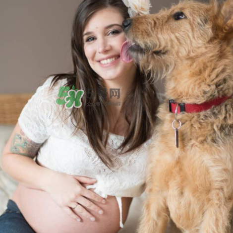 寵物對(duì)孕婦的危害 寵物對(duì)孕婦的影響 寵物對(duì)孕婦的危害 寵物對(duì)孕婦的影響