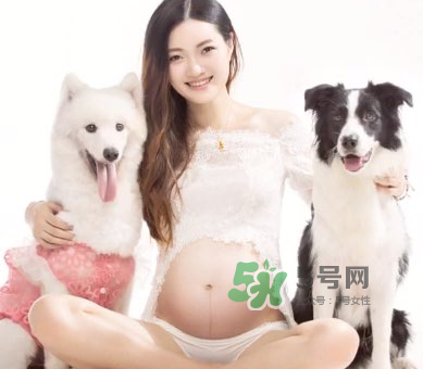 狗對(duì)孕婦的危害有哪些？狗對(duì)孕婦有影響嗎？