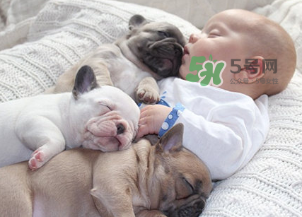 狗對(duì)孕婦的危害有哪些？狗對(duì)孕婦有影響嗎？