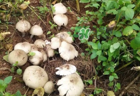 雞樅菌為什么那么貴？雞樅菌為什么離不開(kāi)白螞蟻