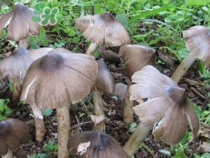 雞樅菌為什么那么貴？雞樅菌為什么離不開(kāi)白螞蟻