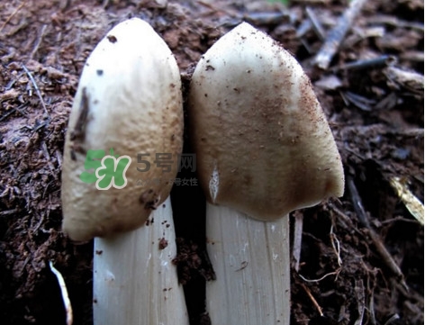 雞樅菌怎么保存？雞樅菌可以放冰箱嗎？